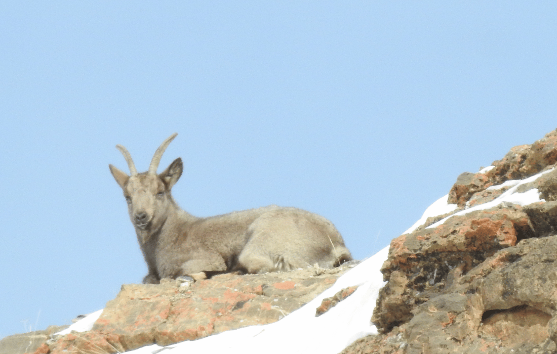 Image 59